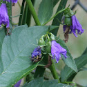 small bee
