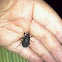 June beetle