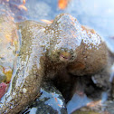 California two-spot octopus