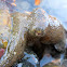 California two-spot octopus