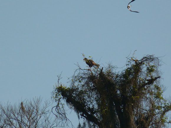 Spotting Image 1