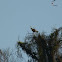 Southern Lapwing & Caracara falcon