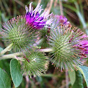 Greater Burdock