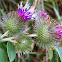 Greater Burdock
