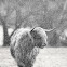 Highland Cow