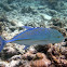 Blue-Fin Jack