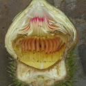 Victoria cruziana (flowers)