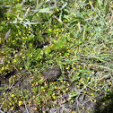 Buttonweed