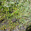 Buttonweed