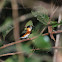 American Pygmy Kingfisher