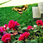 Giant Swallowtail