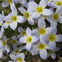 Bluets