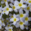Bluets