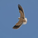 Black-winged Kite