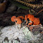 Orange pore fungi