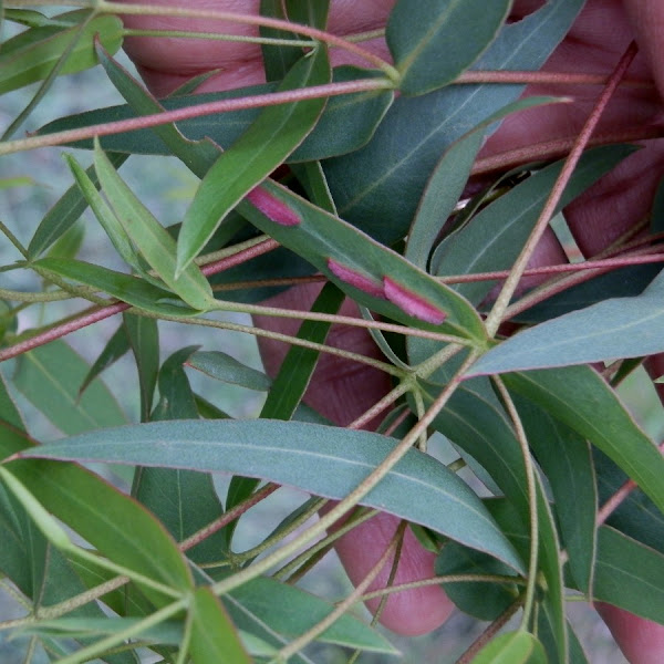 Eucalyptus wasp galls female Project Noah