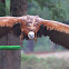 Grifo,Griffon Vulture