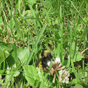 Bumblebee