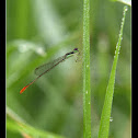 Damselfly