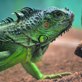by Akhil Khatri - Wildlife Reptiles