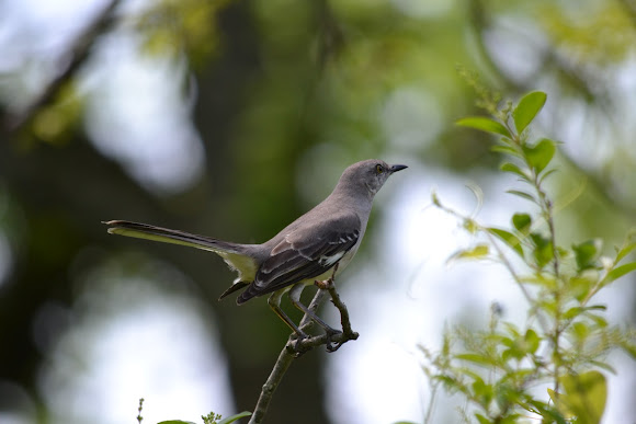 Spotting Image 1