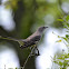 Northern Mockingbird