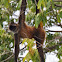 Geoffroy's Spider Monkey