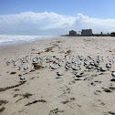 Royal Tern