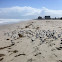 Royal Tern
