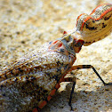 Alligator Bug