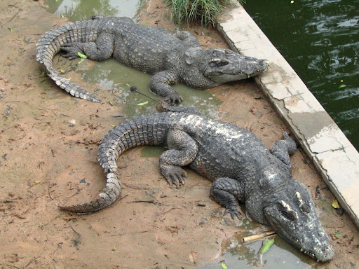 Farma krokodyli