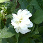 Denia's Flower garden
