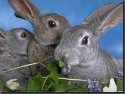 rabbits