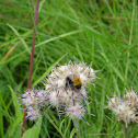 Tree bumblebee