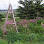 Flowers%20053