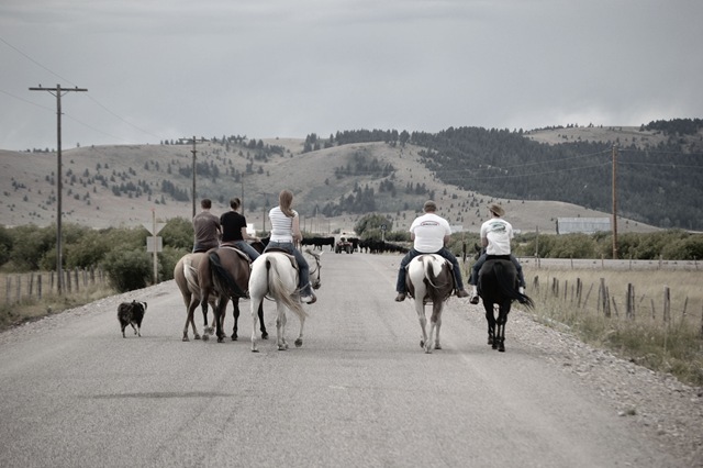 [cattledrive33.jpg]
