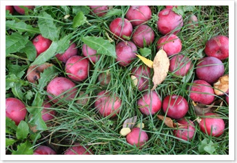 orchardapples