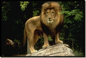 Lion 485061