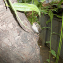 An unknown Baby Bird (एक अज्ञात चिड़िया का बच्चा)