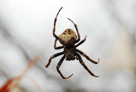 Spotting Image 1