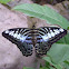 Clipper butterflies