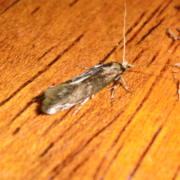 Spotting Image 1