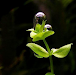 Planta Para Pecera Micranthemum Umbrosum