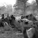 Arabian camel