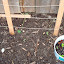 Sugar Snap Peas