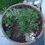 mzbees's Thyme