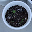 Cilantro