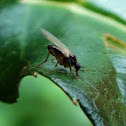Dance Fly 