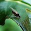 Dance Fly 