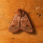 Bronze Cutworm